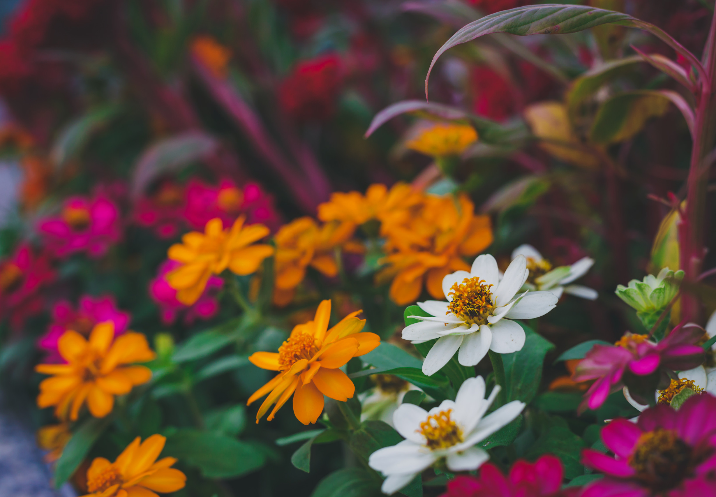 There are 10 perennials to divide before first frost. 