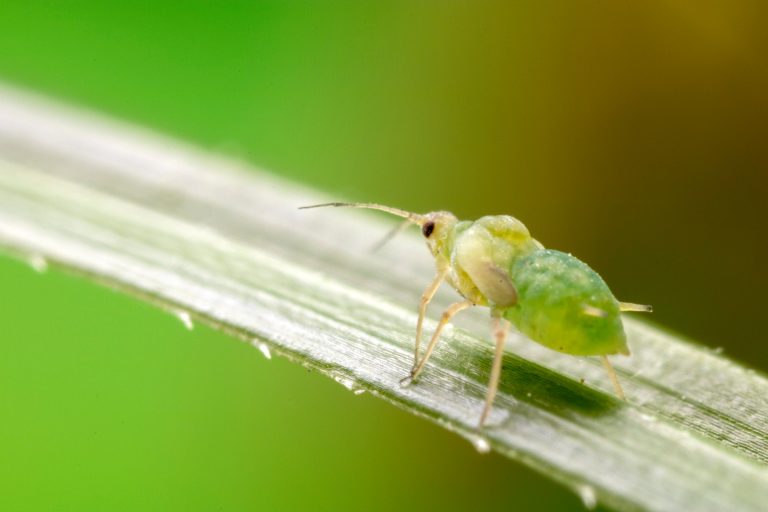 One plant can save your entire garden from aphids.