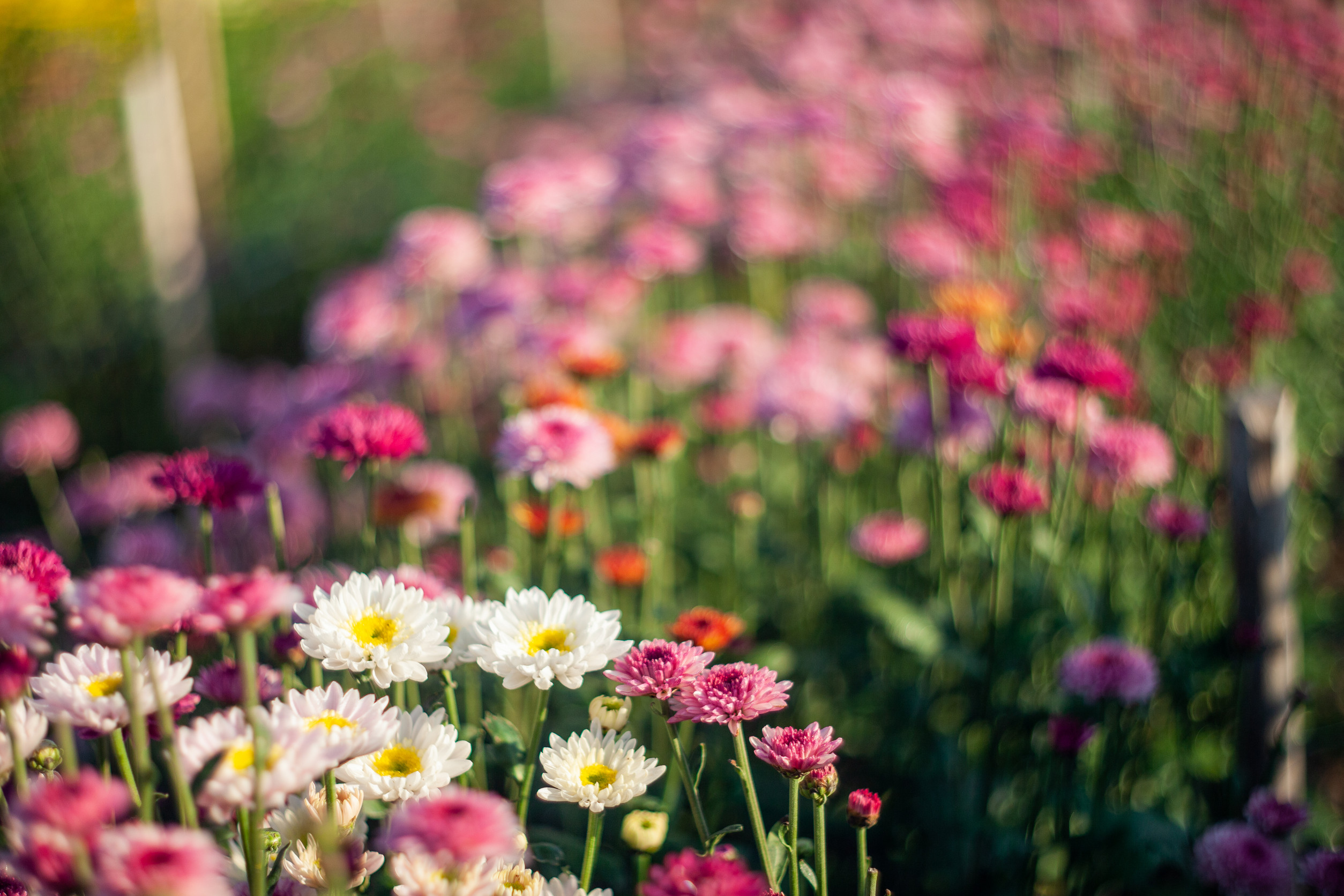 You can grow a garden that survives neglect. 