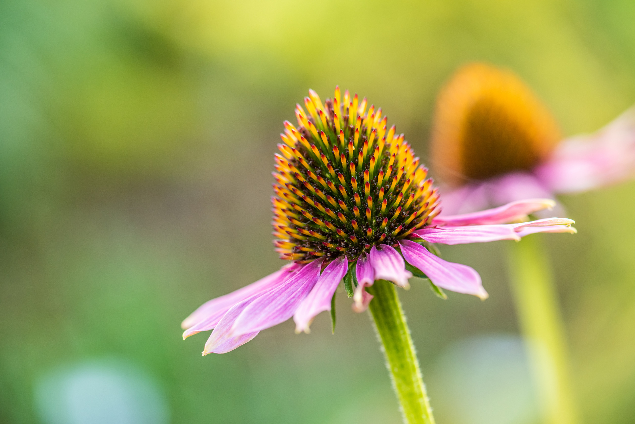 There are 10 perennials to divide before first frost. 