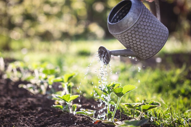 Here is the best time of day to water plants, and why most people get it wrong.