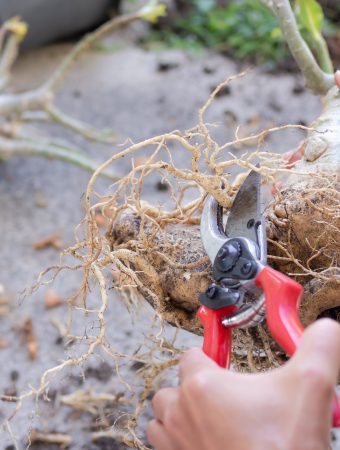 A root pruning hack supercharges plant growth.