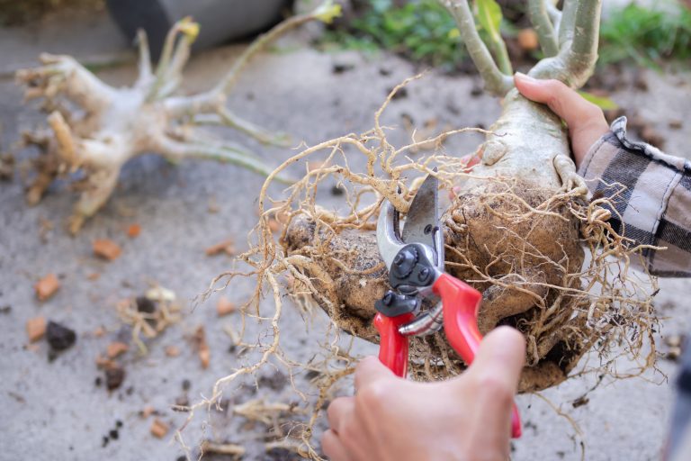 A root pruning hack supercharges plant growth.