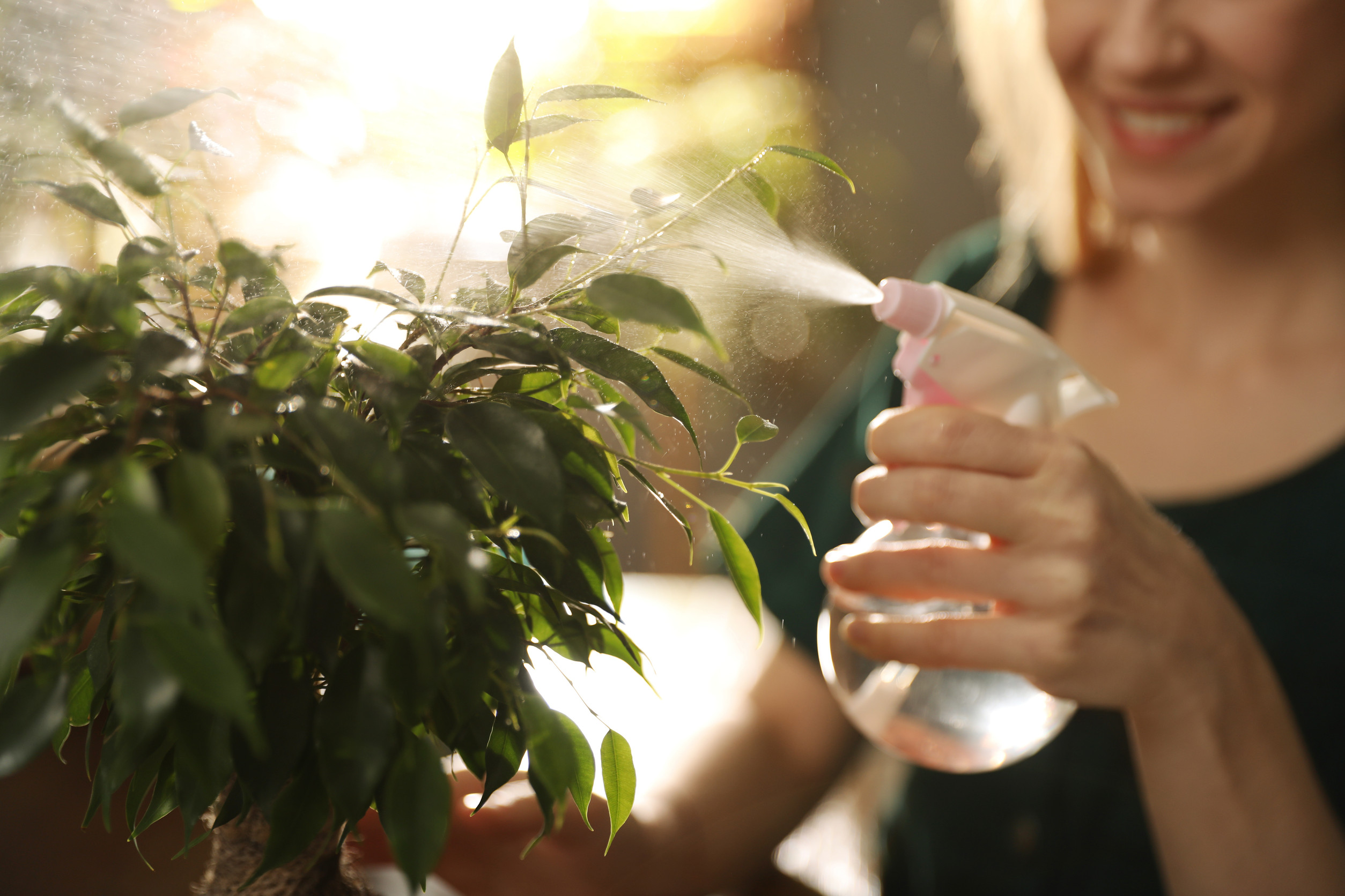 Some watering techniques prevent root rot.