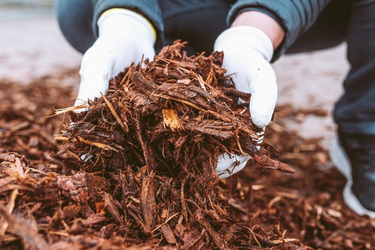 There is a mulch trick that saves water and fights weeds.