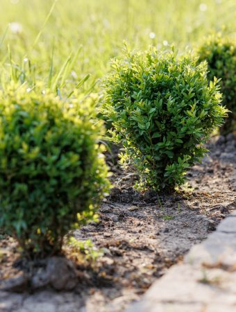 Shrubs that attract invasive species