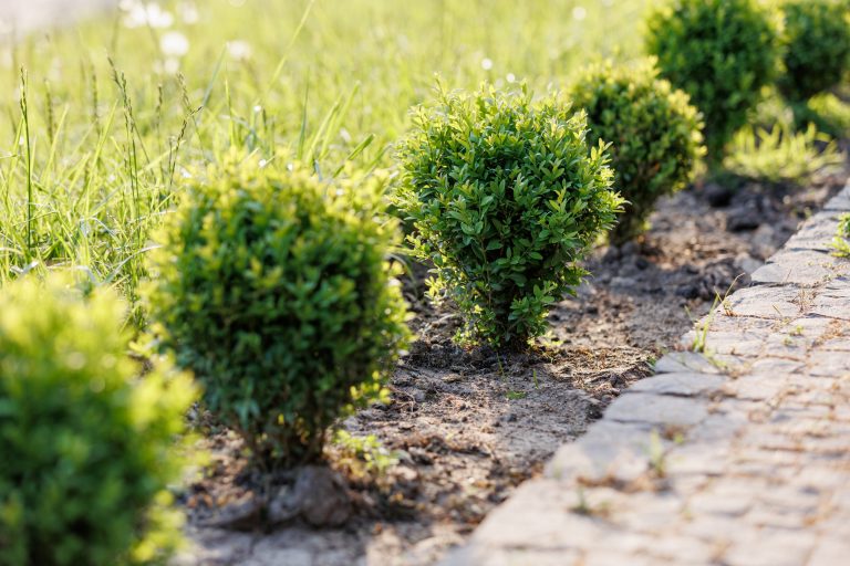 Shrubs that attract invasive species