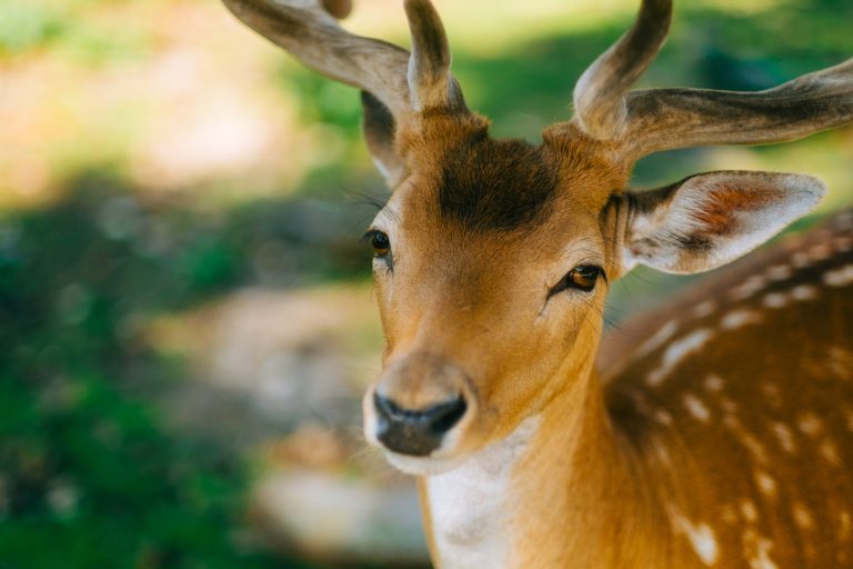 You can build a garden that keeps deer out - without fencing.