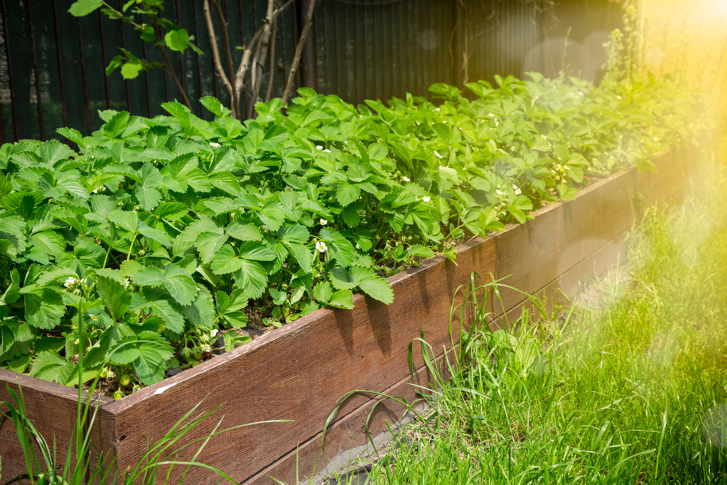 A raised garden bed might be working against you. 