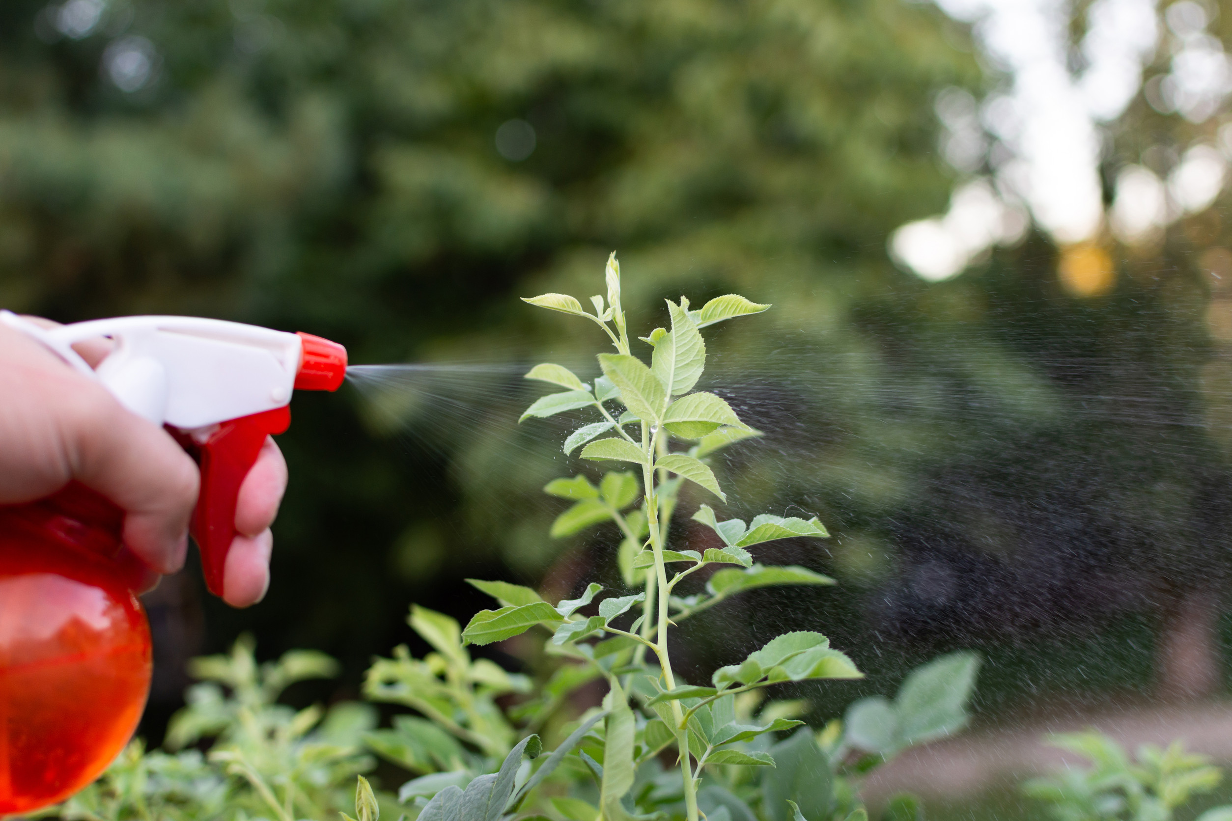 There is a DIY pest spray that works better than store-bought.