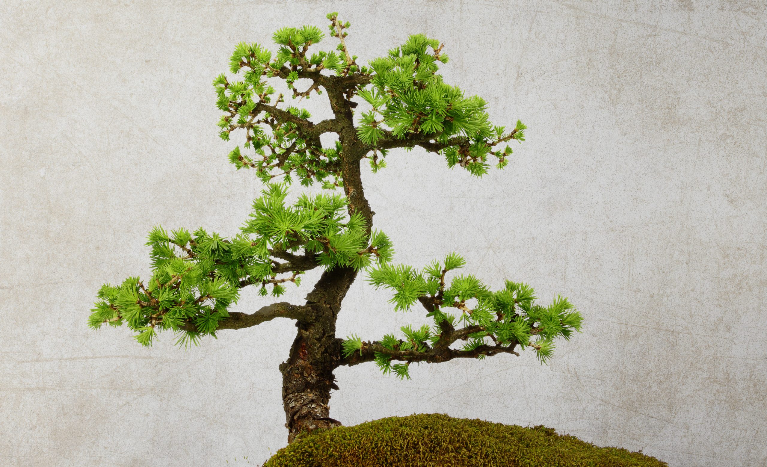 A root pruning hack supercharges plant growth.