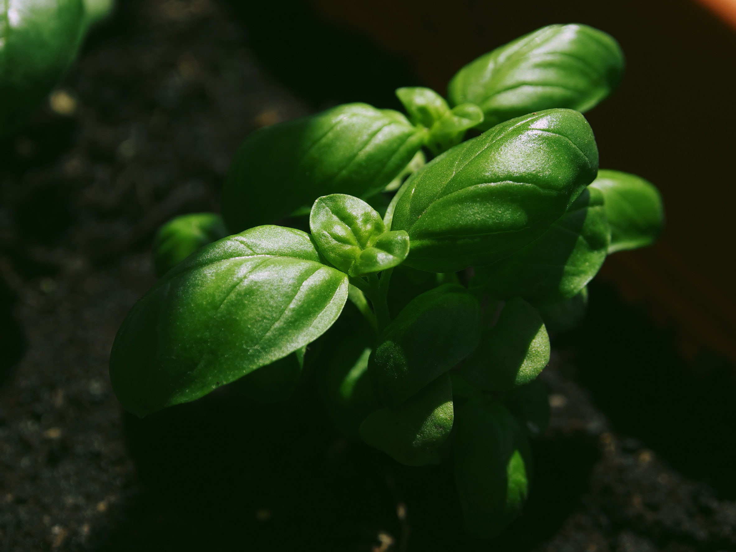 There are ways to grow basil that doesn't bolt in the heat. 