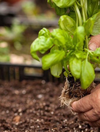 Some vegetables you should still plant in October.