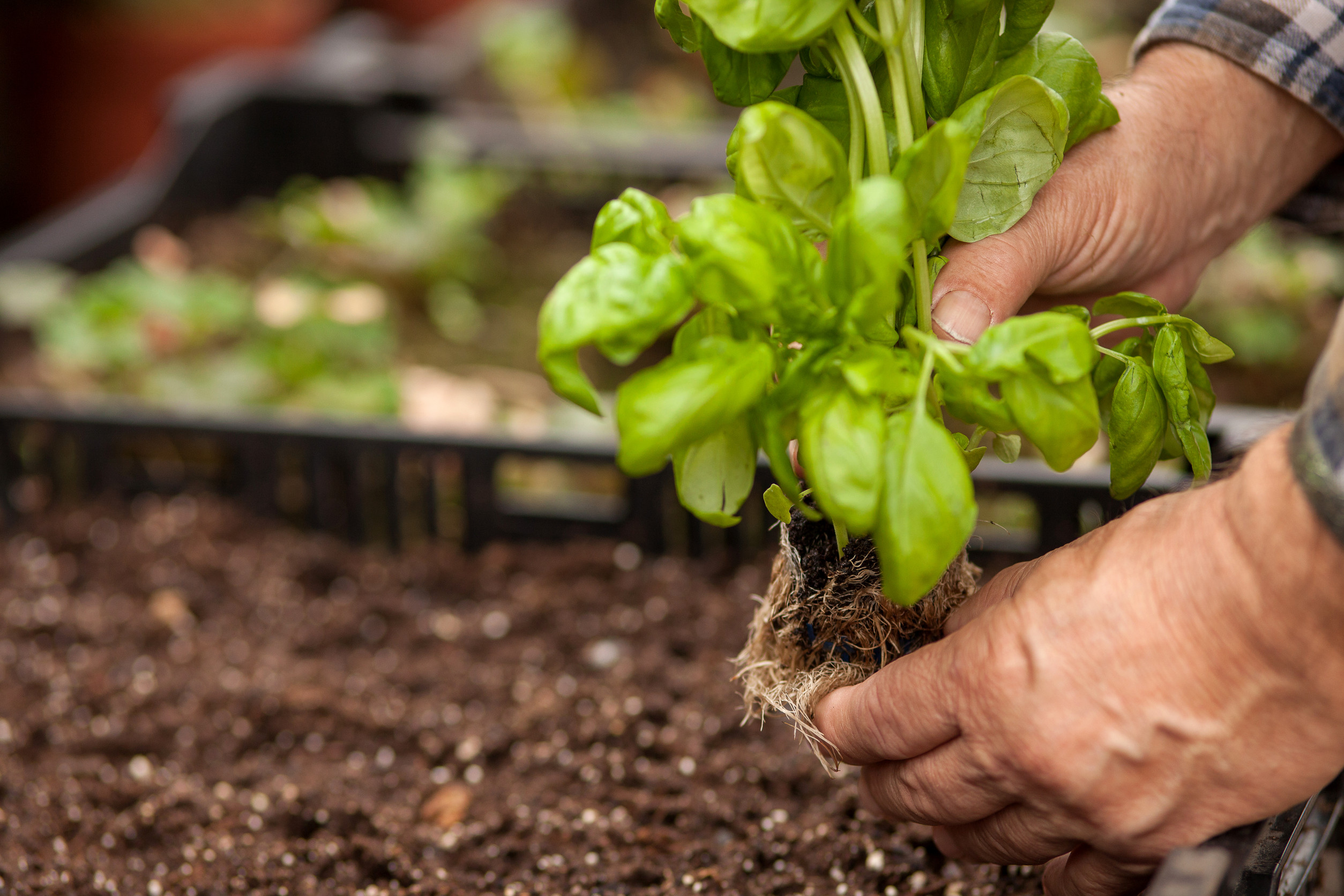 Some vegetables you should still plant in October. 