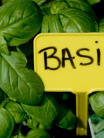 There are ways to grow basil that doesn't bolt in the heat.