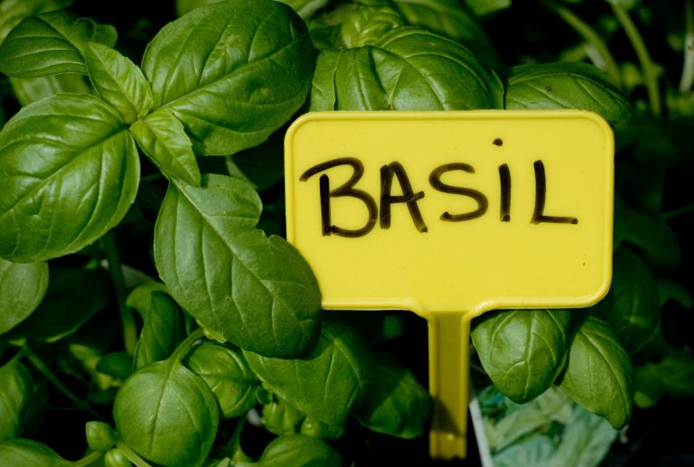 There are ways to grow basil that doesn't bolt in the heat.