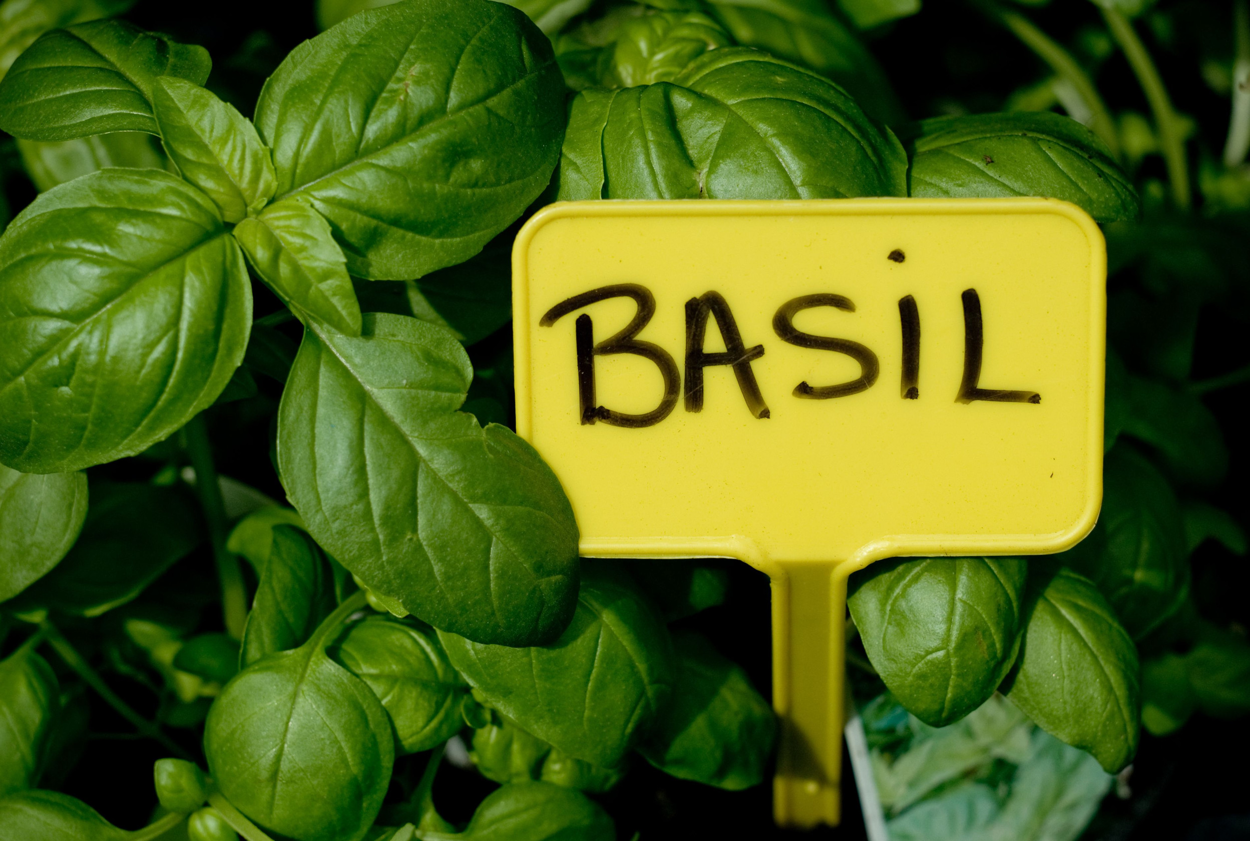There are ways to grow basil that doesn't bolt in the heat. 