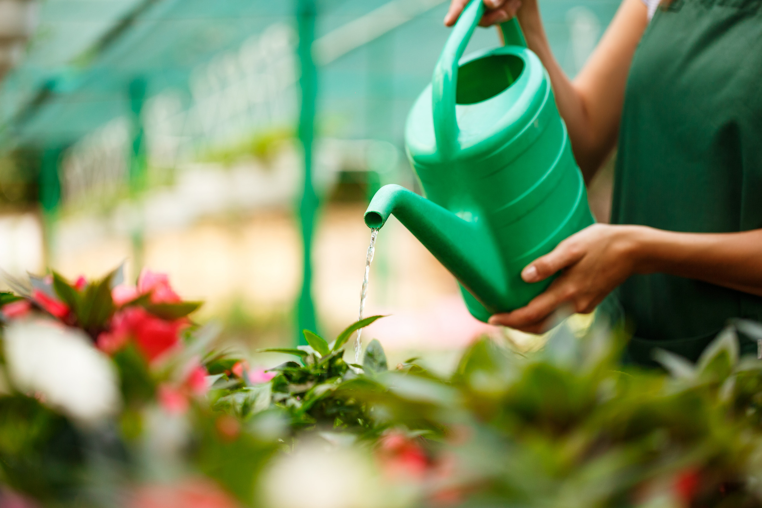 Some watering techniques prevent root rot.