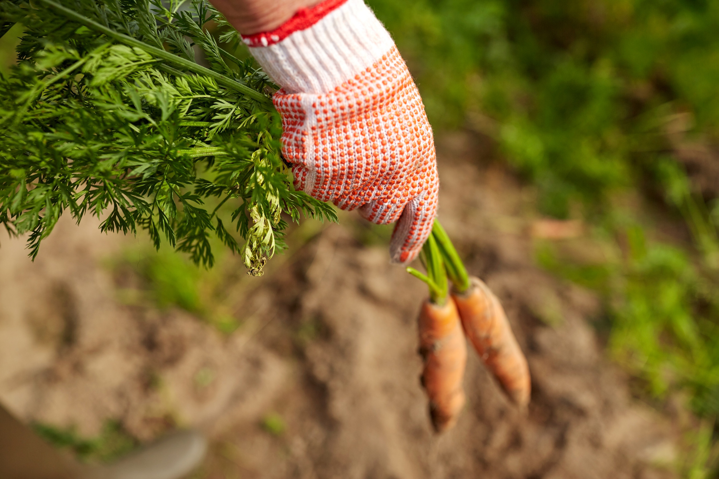 Some vegetables you should still plant in October. 