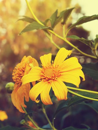 Some Fall flowers outshine summer blooms.