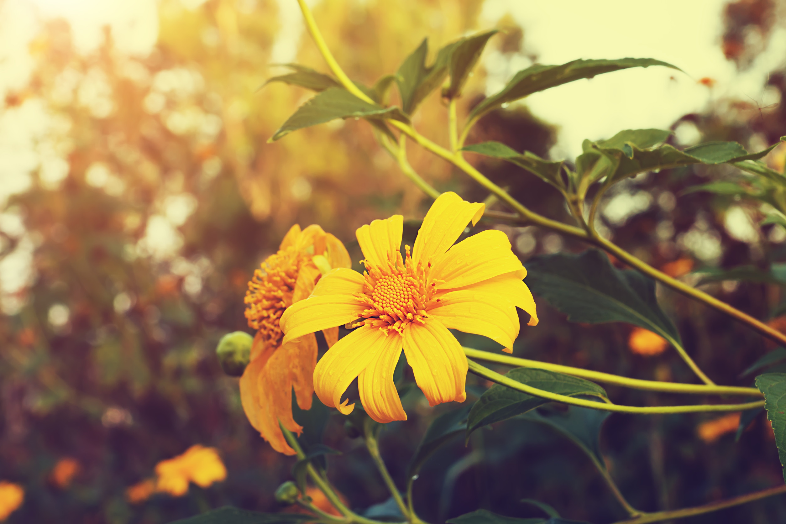 Some Fall flowers outshine summer blooms. 
