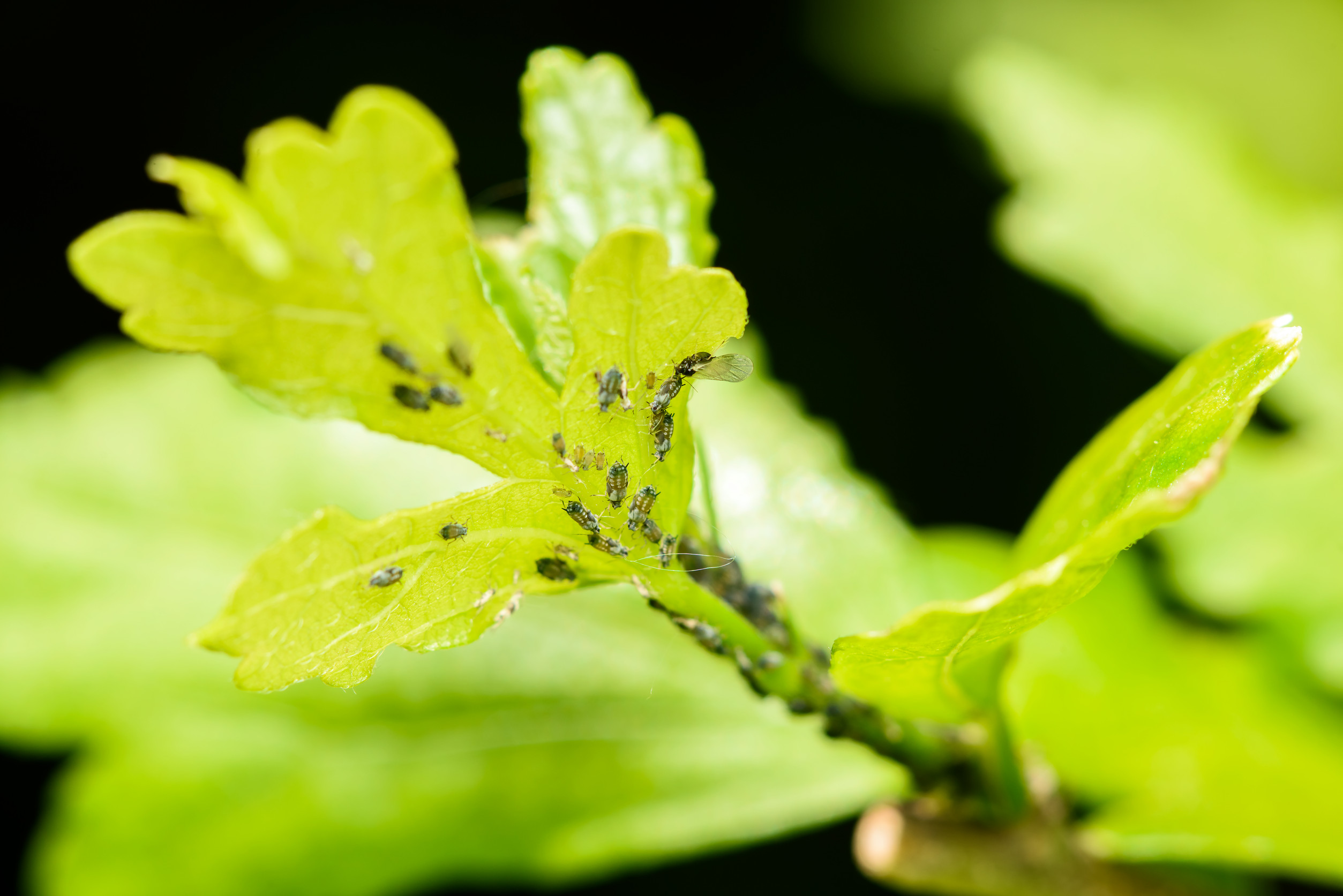 One plant can save your entire garden from aphids.
