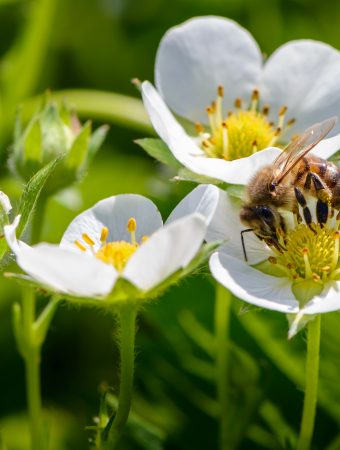 lawn treatments that harm pollinators