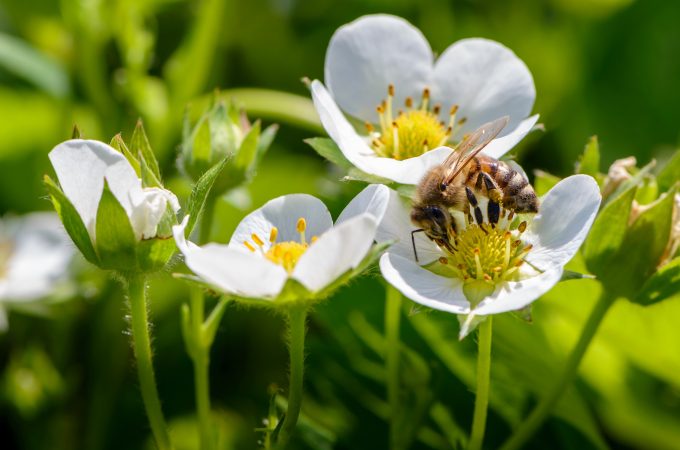 lawn treatments that harm pollinators