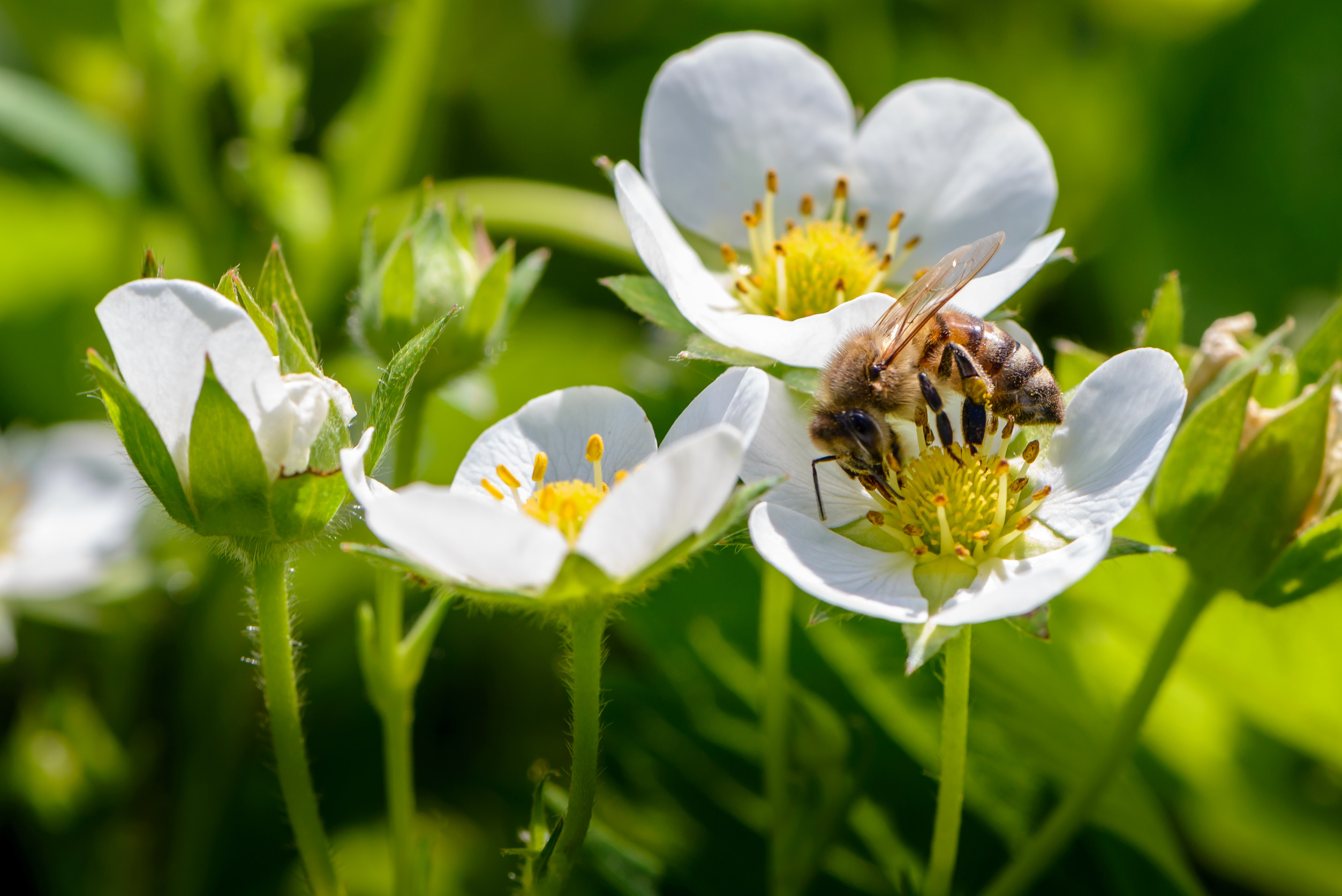 lawn treatments that harm pollinators