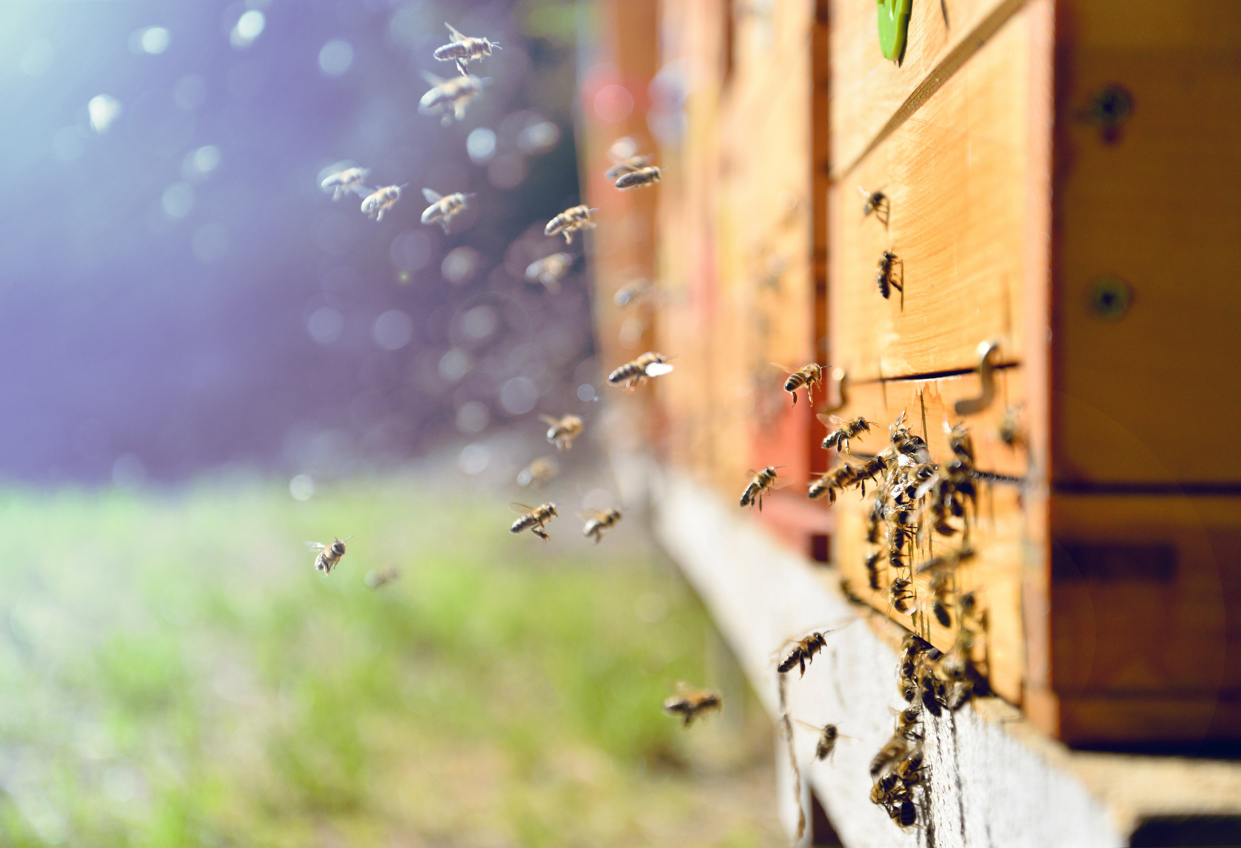 You can make your garden pollinator-friendly without buying a single bee house. 
