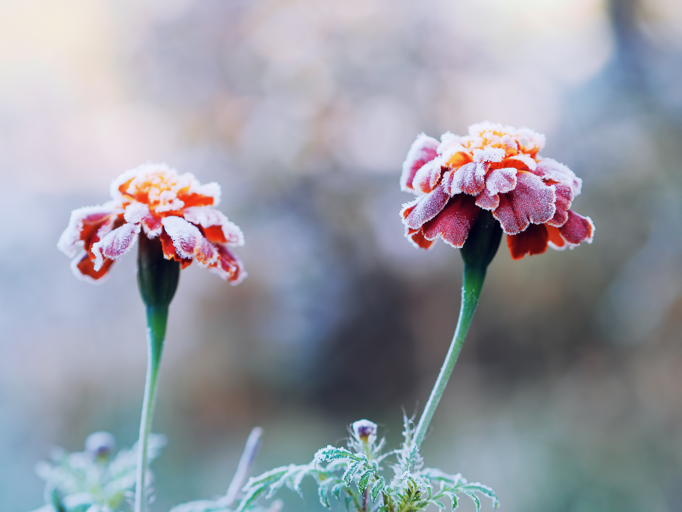 You can protect tender perennials from sudden frost. 