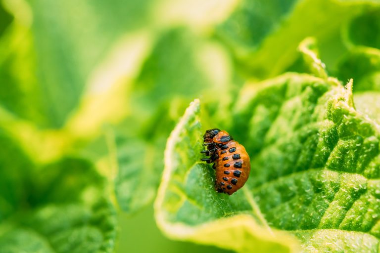 Some common plants secretly attract pests.