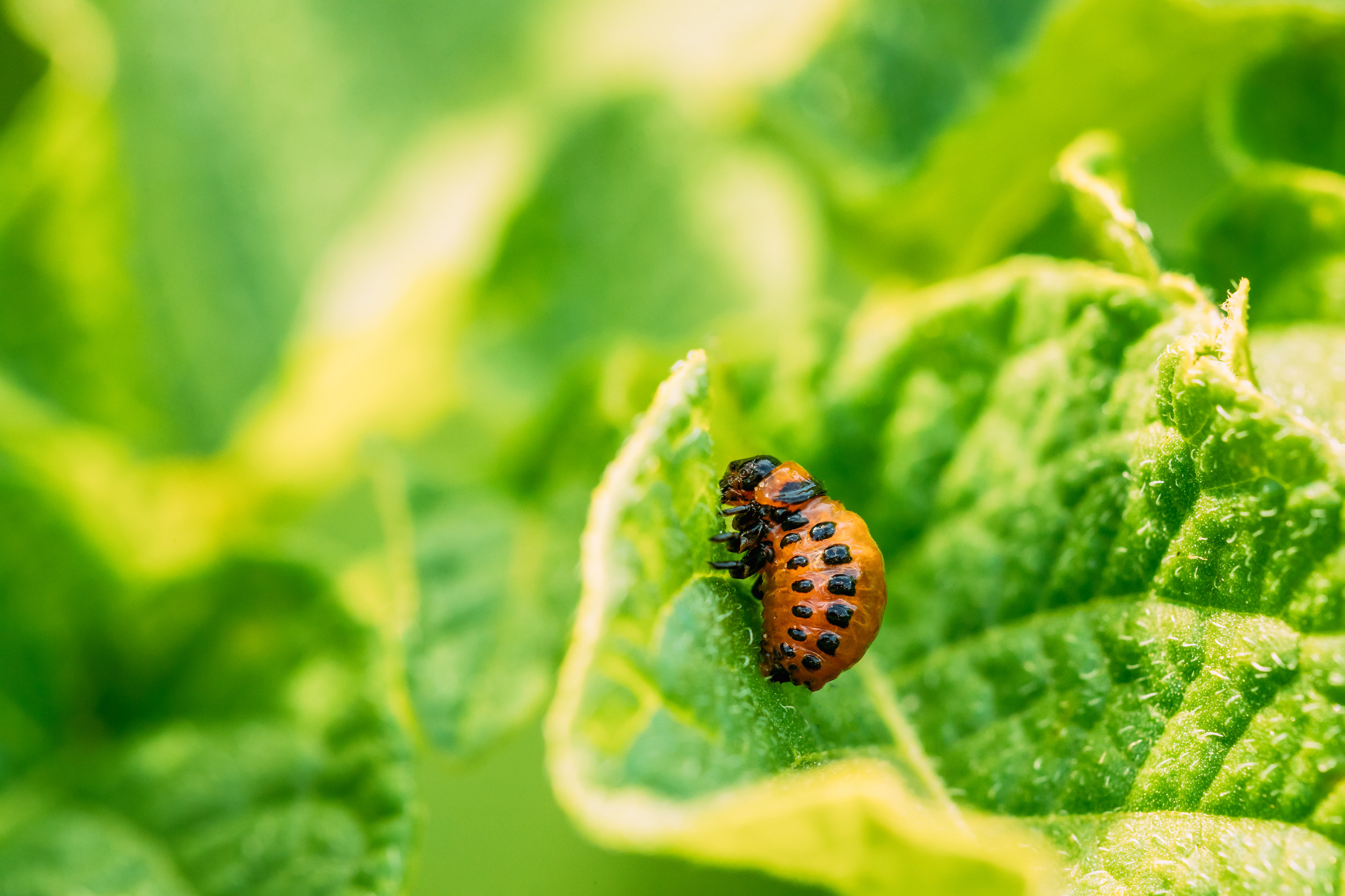 Some common plants secretly attract pests. 