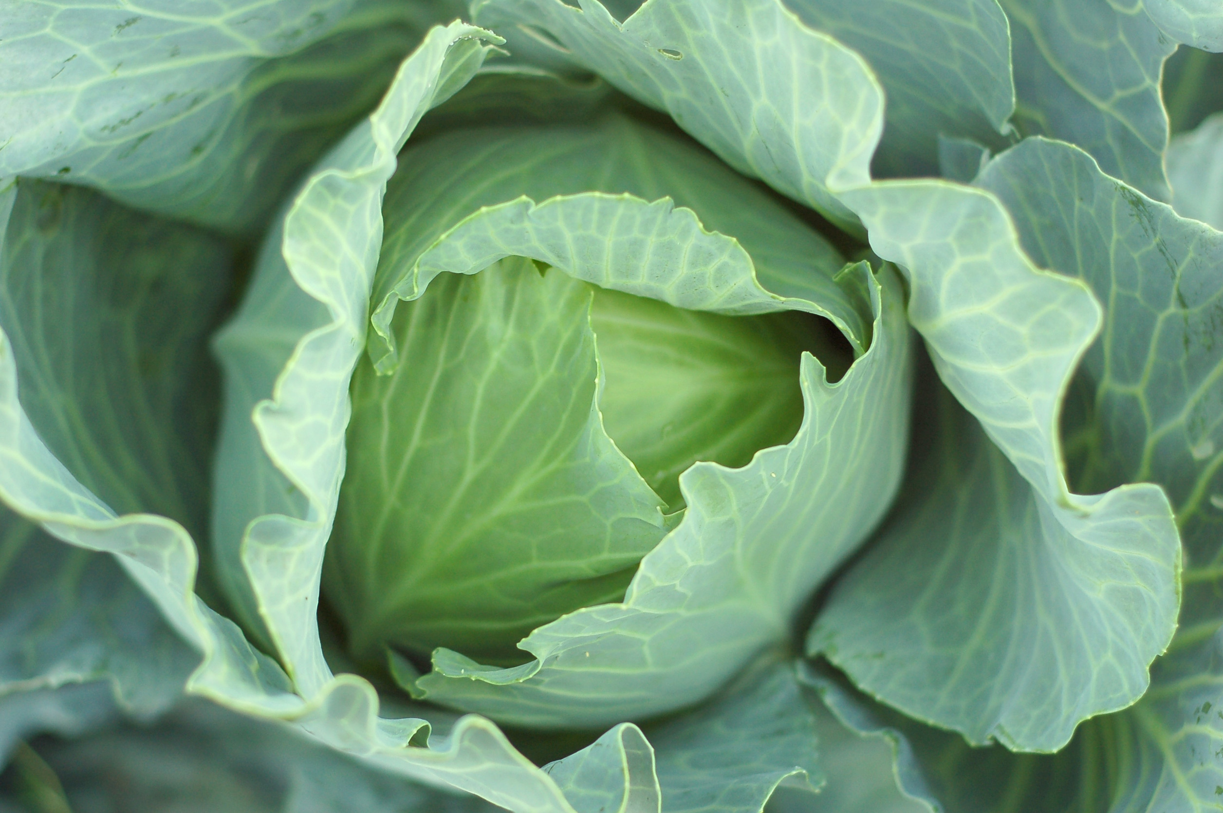 Frost can sweeten certain vegetables overnight. 