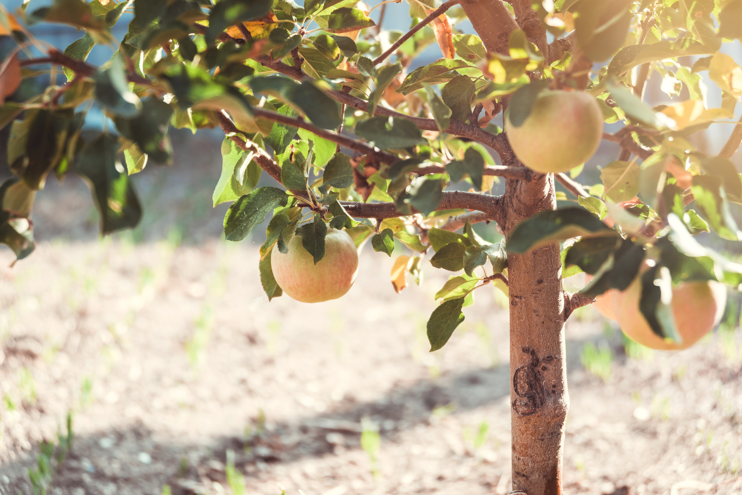 Unharvested fruit can damage trees in Fall.