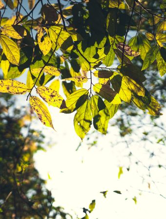 Some trees with leaves are worth collecting for mulch.