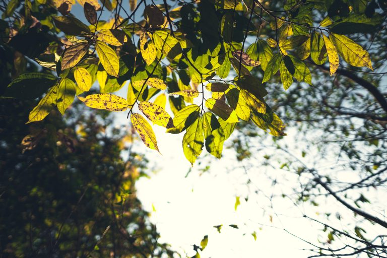 Some trees with leaves are worth collecting for mulch.
