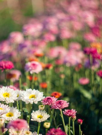 You can spot perennials that need dividing now.
