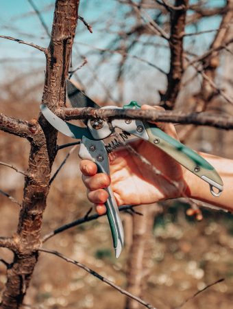 Fall pruning sets trees up for Spring growth.