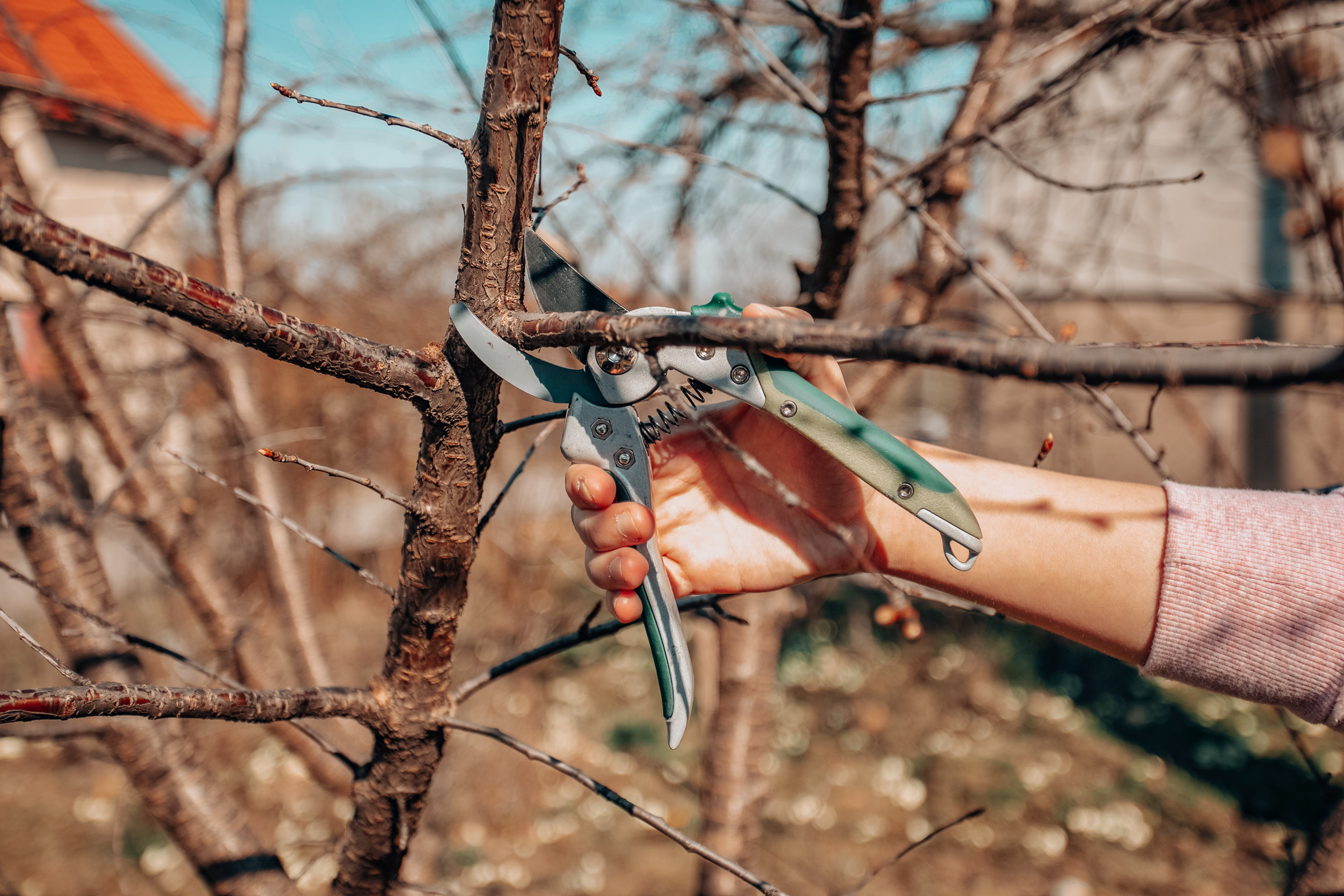 Fall pruning sets trees up for Spring growth.