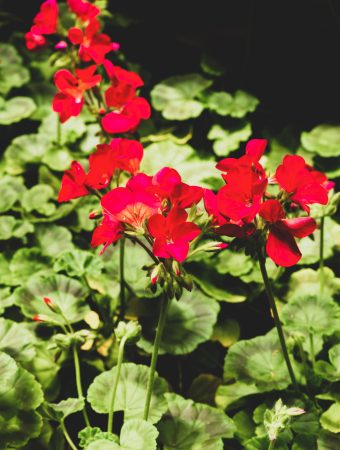 Some flowers should be used to deadhead for extra fall blooms.