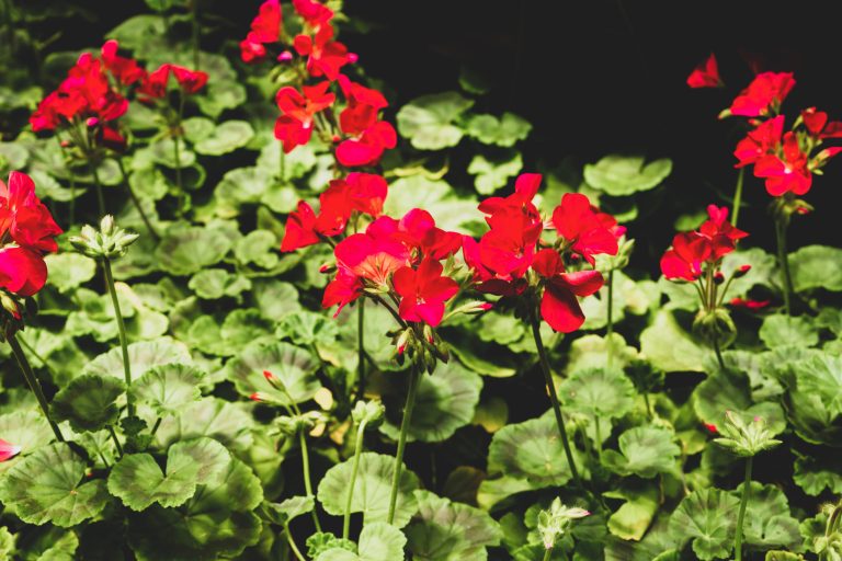 Some flowers should be used to deadhead for extra fall blooms.