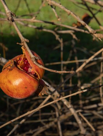 Unharvested fruit can damage trees in Fall.