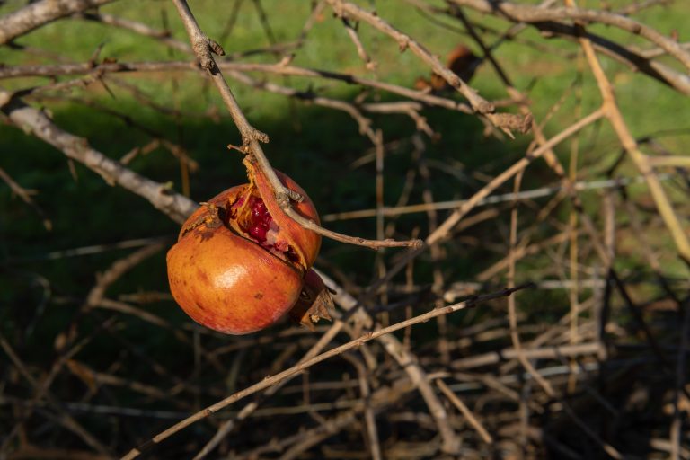 Unharvested fruit can damage trees in Fall.