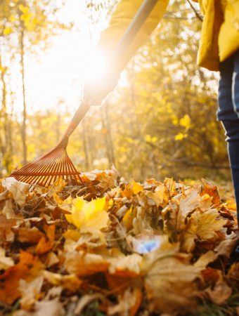Leaf piles attract beneficial insects.