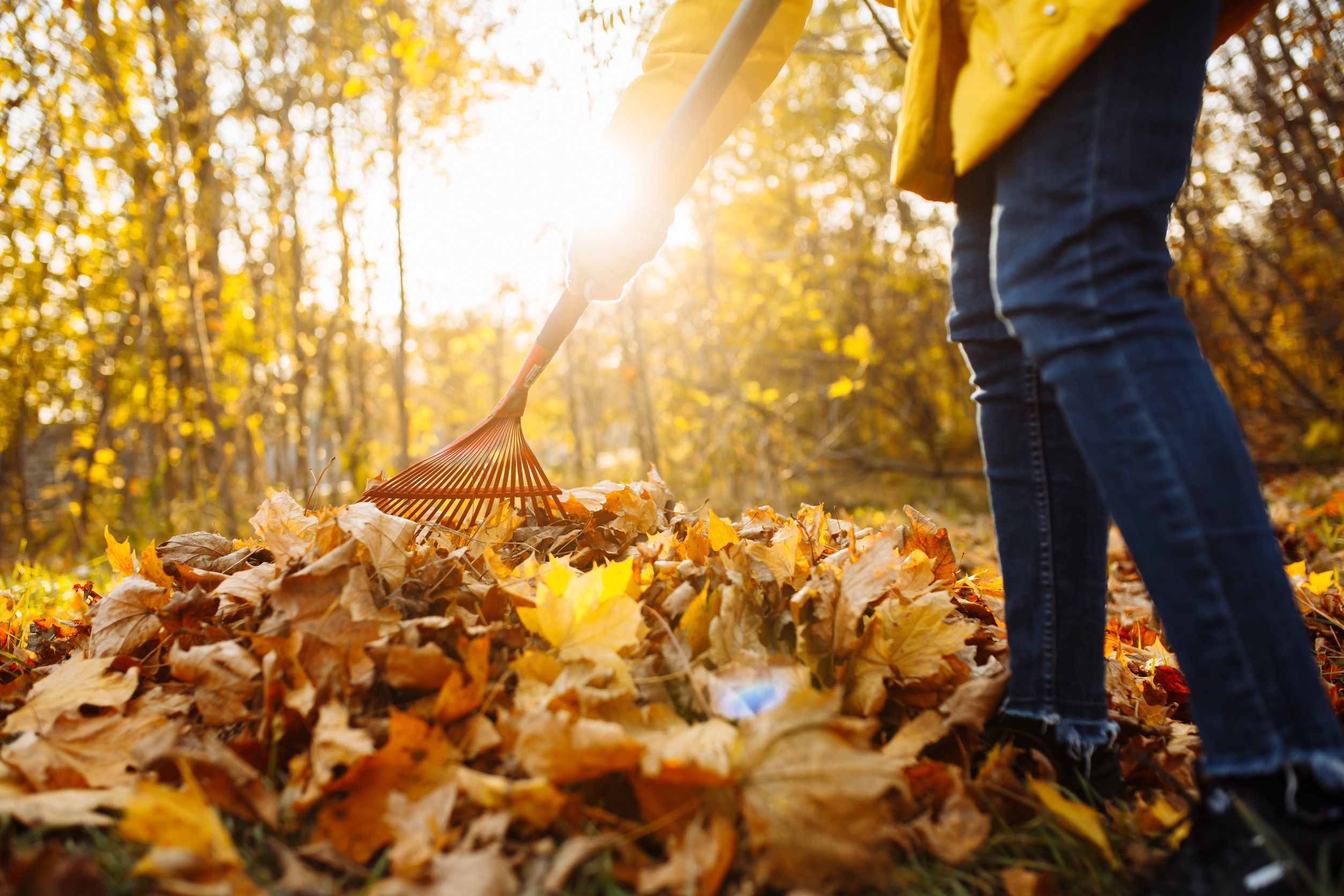 Leaf piles attract beneficial insects.