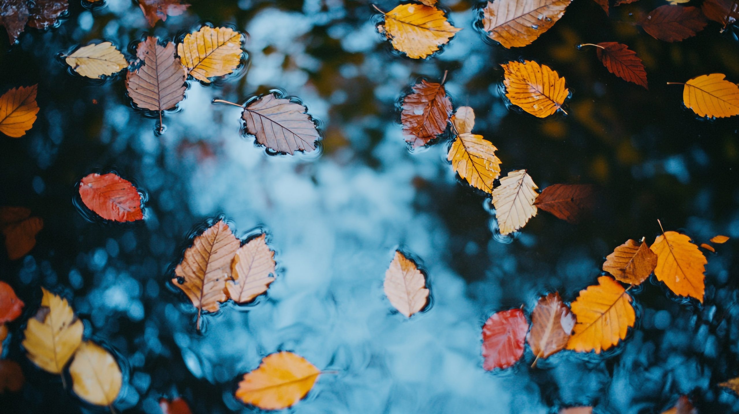 There is science behind fall color changes in plants. 