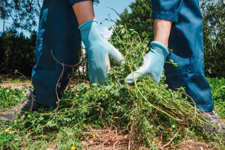 Some fall weeds should be pulled immediately.