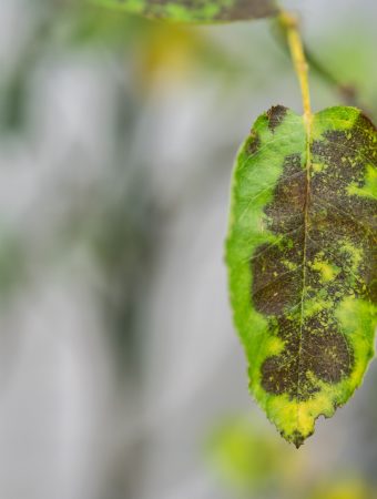 garden diseases black spots on roses