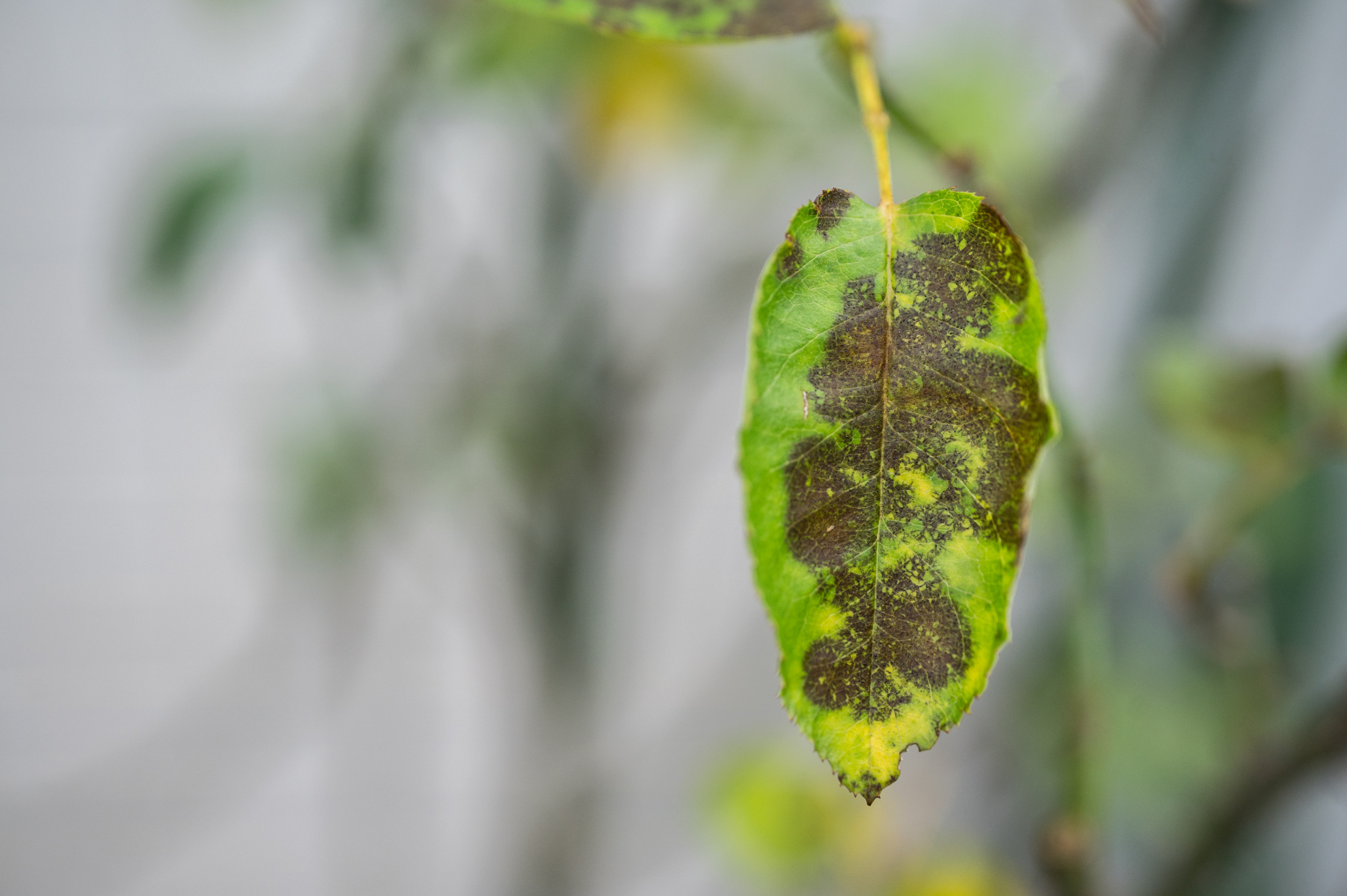 garden diseases black spots on roses 